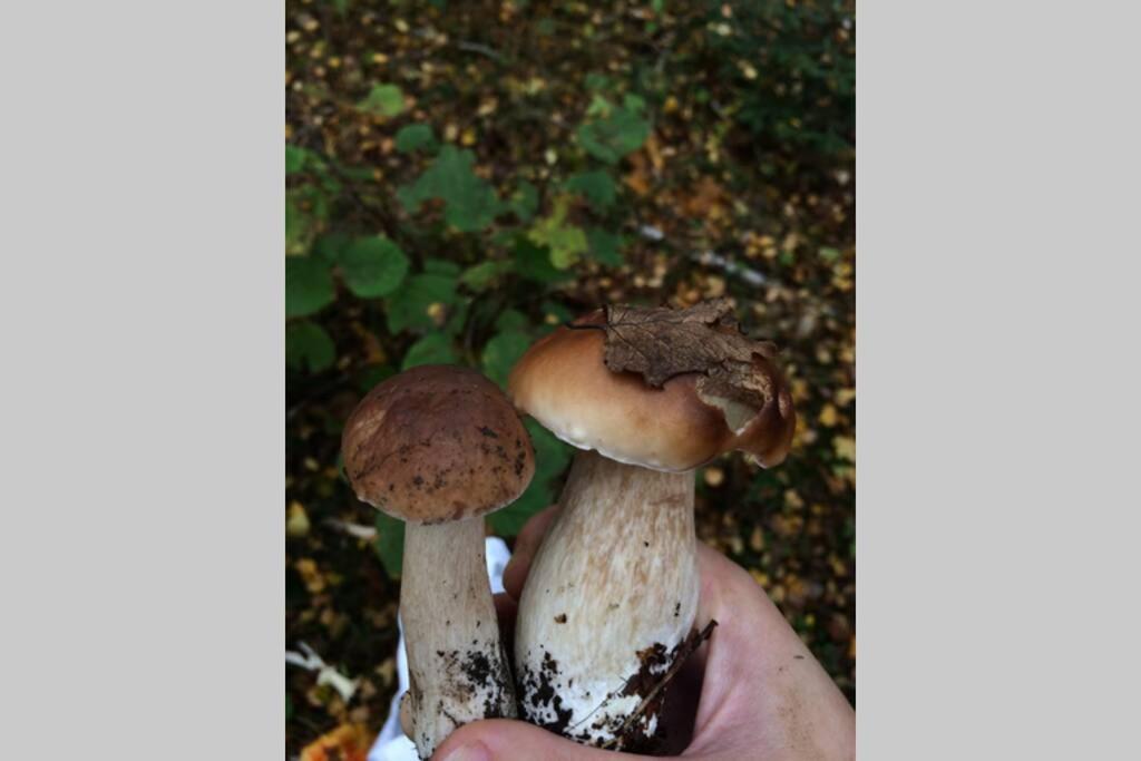 Sanmari_Forest Ledenice Екстер'єр фото