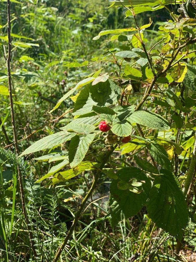 Sanmari_Forest Ledenice Екстер'єр фото