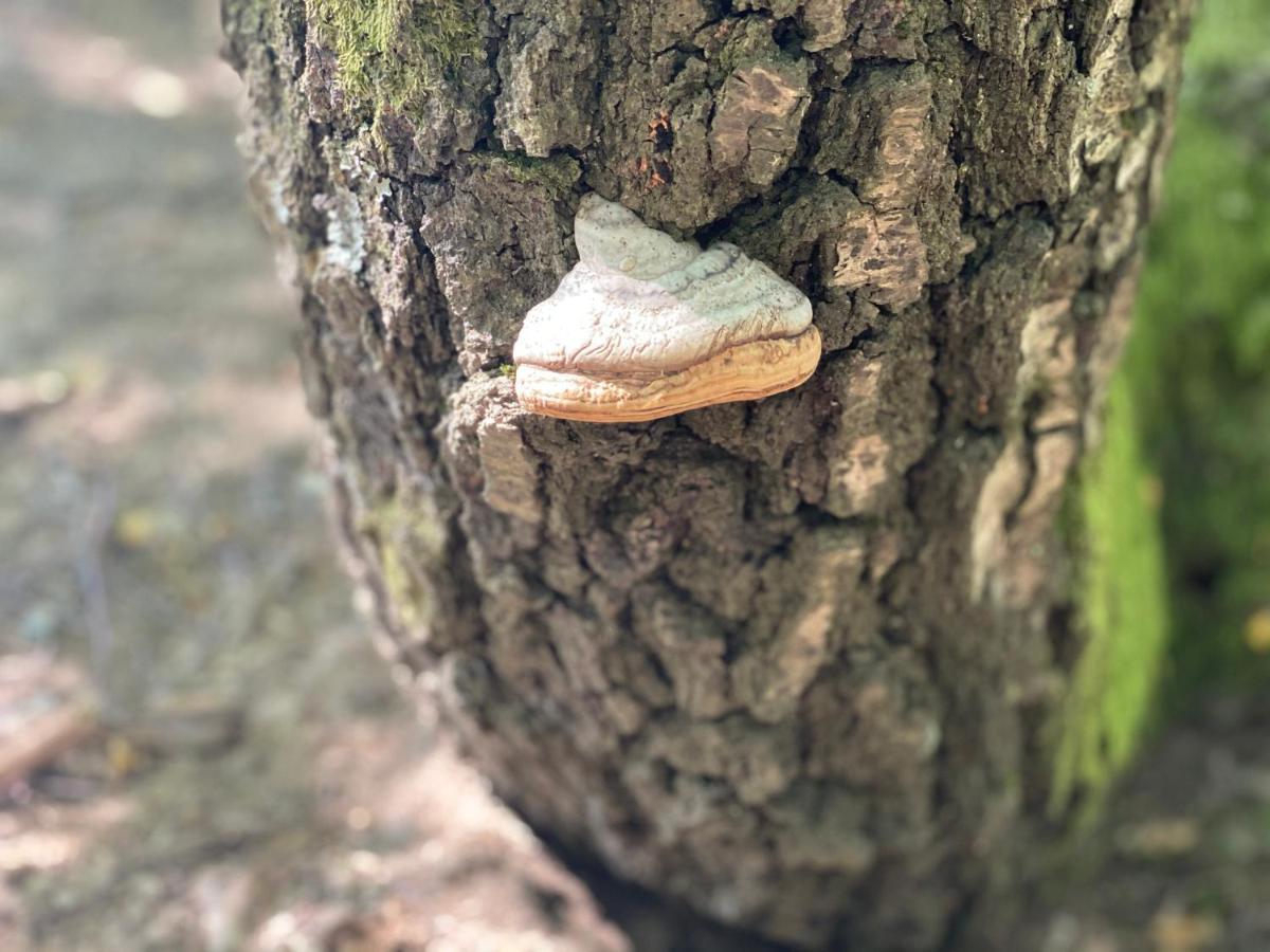 Sanmari_Forest Ledenice Екстер'єр фото